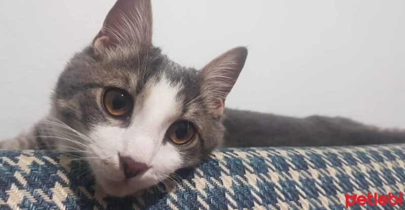Tekir Kedi, Kedi  Bulut fotoğrafı