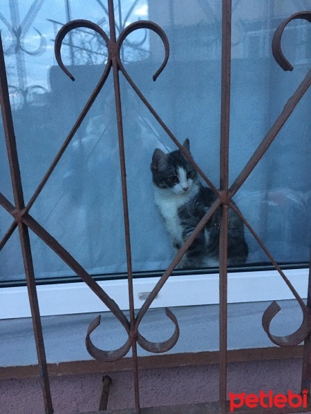 Tekir Kedi, Kedi  Bulut fotoğrafı