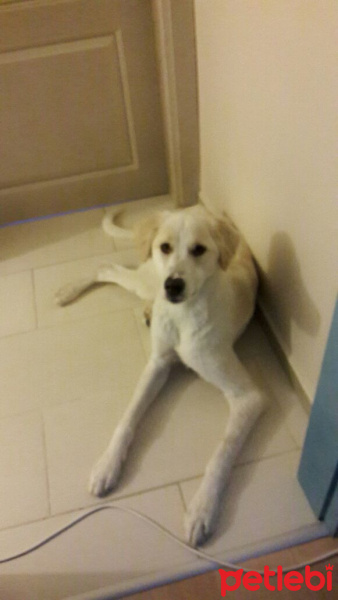 Golden Retriever, Köpek  Toprak fotoğrafı