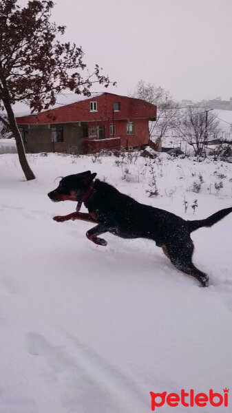 Rottweiler, Köpek  Carlos fotoğrafı