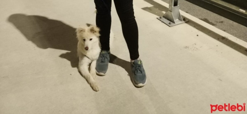 Sibirya Kurdu (Husky), Köpek  Pamuk fotoğrafı