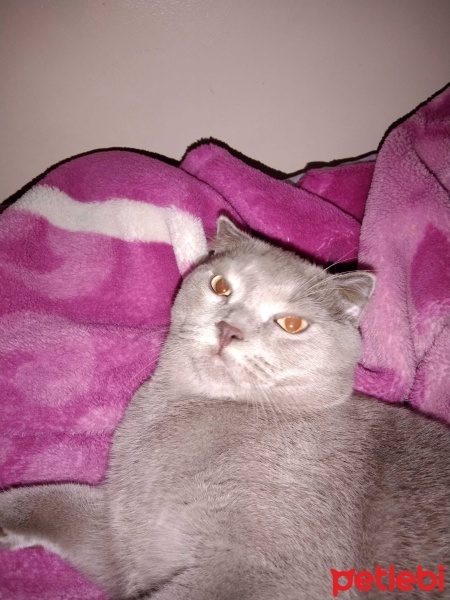 Scottish Fold, Kedi  Leo fotoğrafı