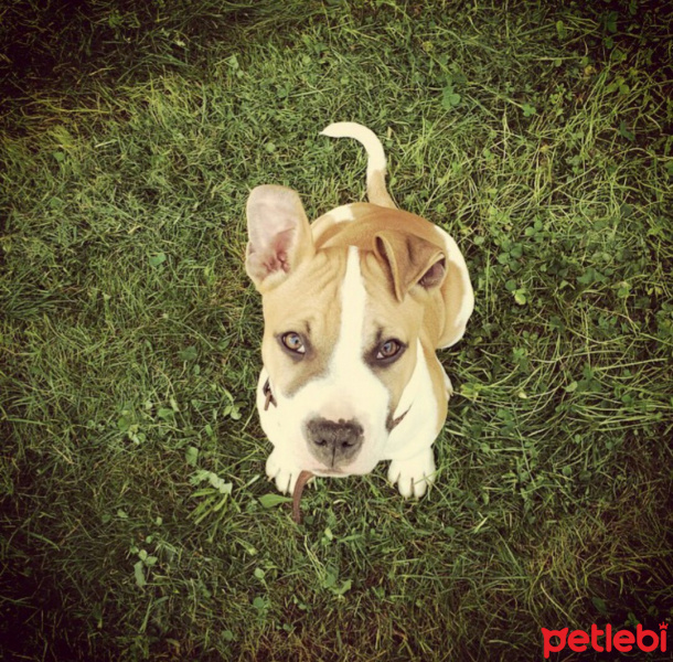 Amerikan Staffordshire Terrier, Köpek  Darp fotoğrafı