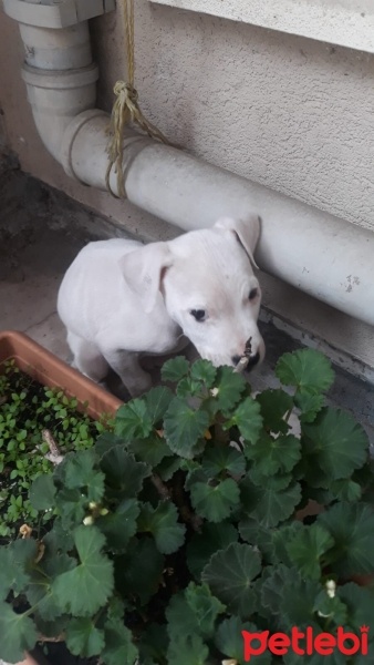 Dogo Arjantin, Köpek  Apollo fotoğrafı