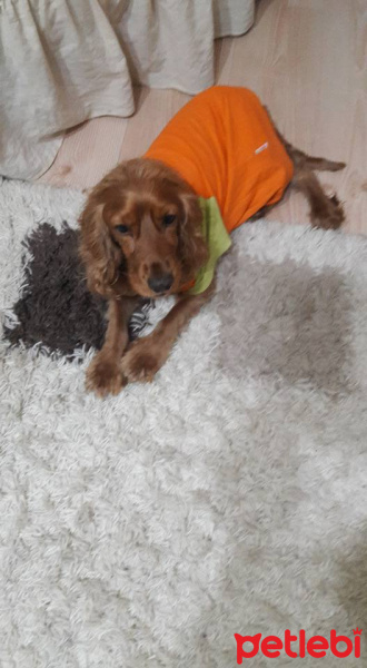 Amerikan Cocker Spaniel, Köpek  TARÇIN fotoğrafı