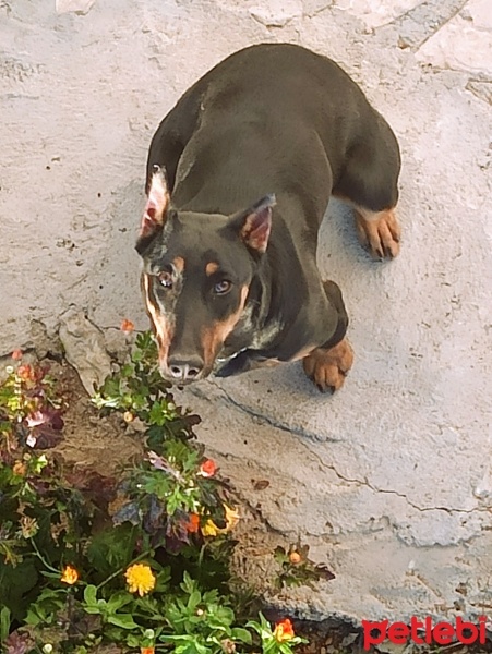 Doberman Pinscher, Köpek  Ares fotoğrafı