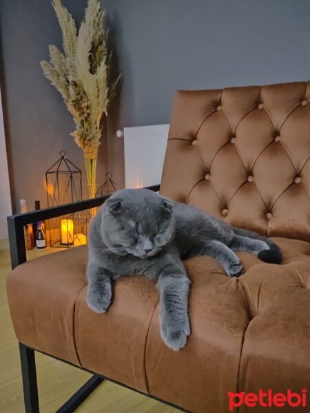 Scottish Fold, Kedi  Pars fotoğrafı