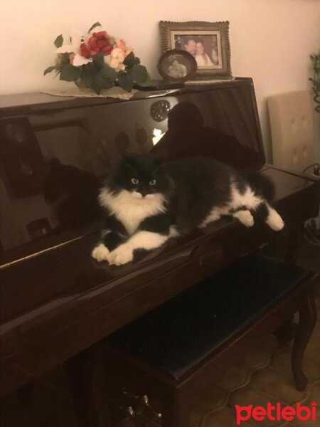 Tuxedo (Smokin) Kedi, Kedi  ALI fotoğrafı