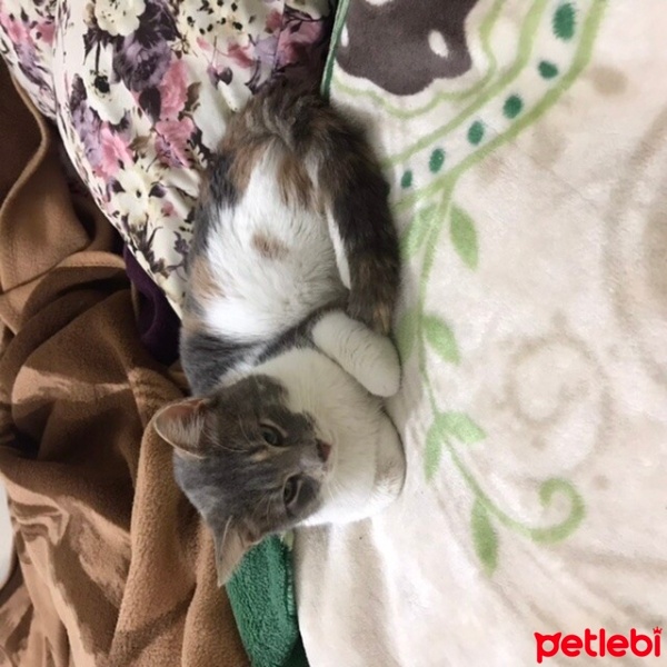 Tekir Kedi, Kedi  Minnoş fotoğrafı