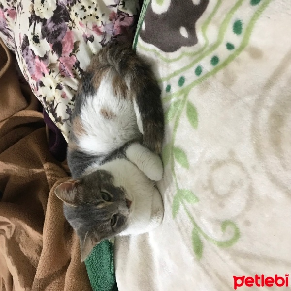 Tekir Kedi, Kedi  Minnoş fotoğrafı