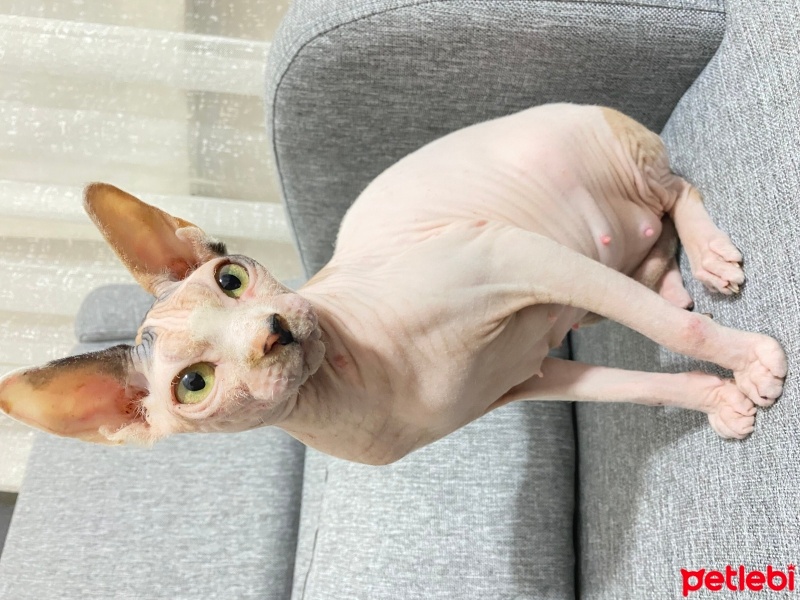 Sphynx, Kedi  Petek fotoğrafı