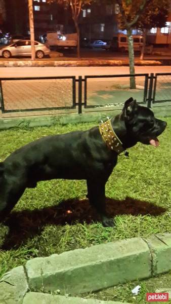 Cane Corso Italiano, Köpek  kara fotoğrafı