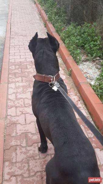 Cane Corso Italiano, Köpek  kara fotoğrafı