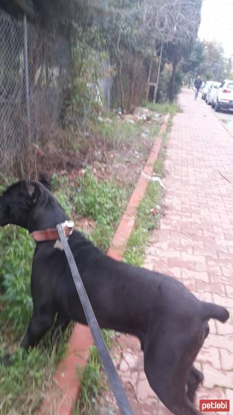 Cane Corso Italiano, Köpek  kara fotoğrafı