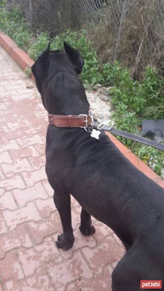 Cane Corso Italiano, Köpek  kara fotoğrafı