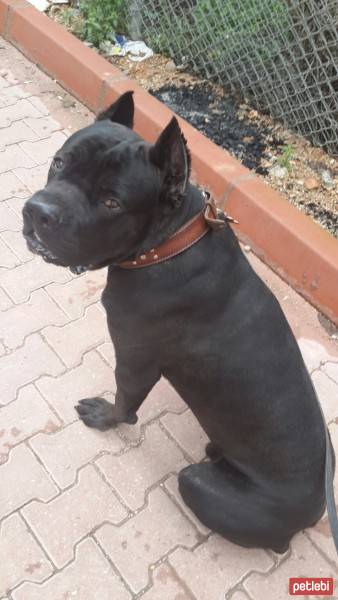 Cane Corso Italiano, Köpek  kara fotoğrafı