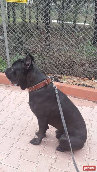 Cane Corso Italiano, Köpek  kara fotoğrafı