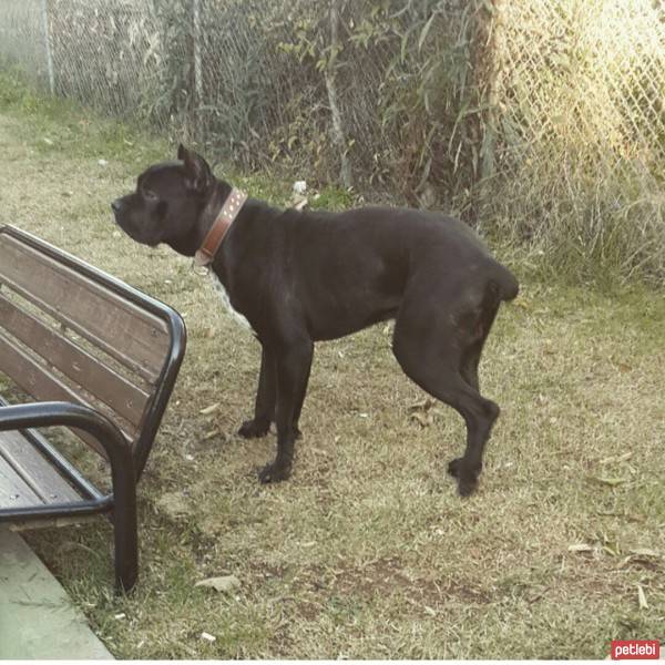 Cane Corso Italiano, Köpek  kara fotoğrafı