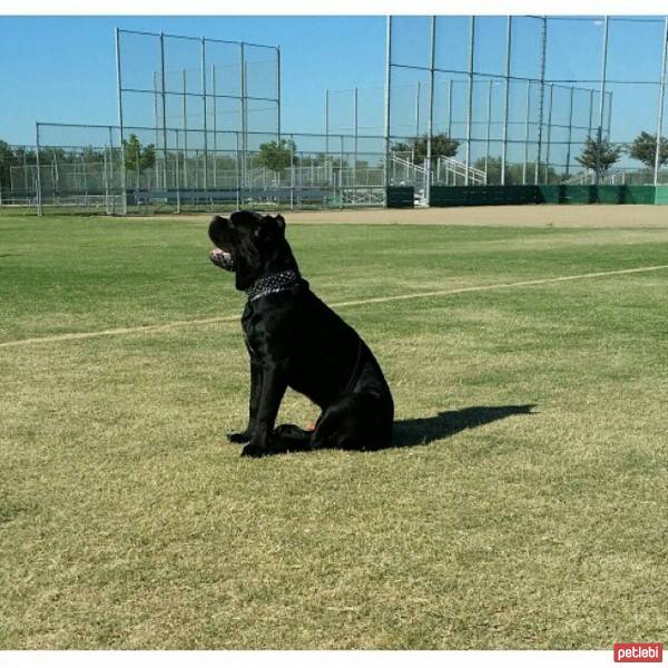 Cane Corso Italiano, Köpek  kara fotoğrafı