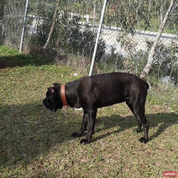 Cane Corso Italiano, Köpek  kara fotoğrafı