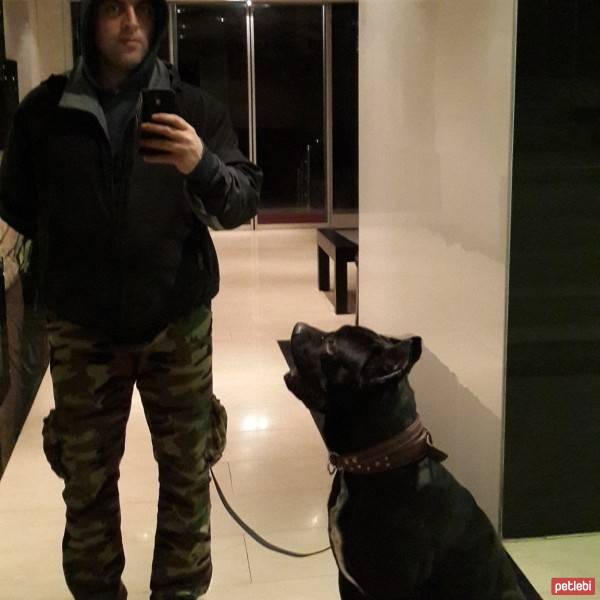 Cane Corso Italiano, Köpek  kara fotoğrafı