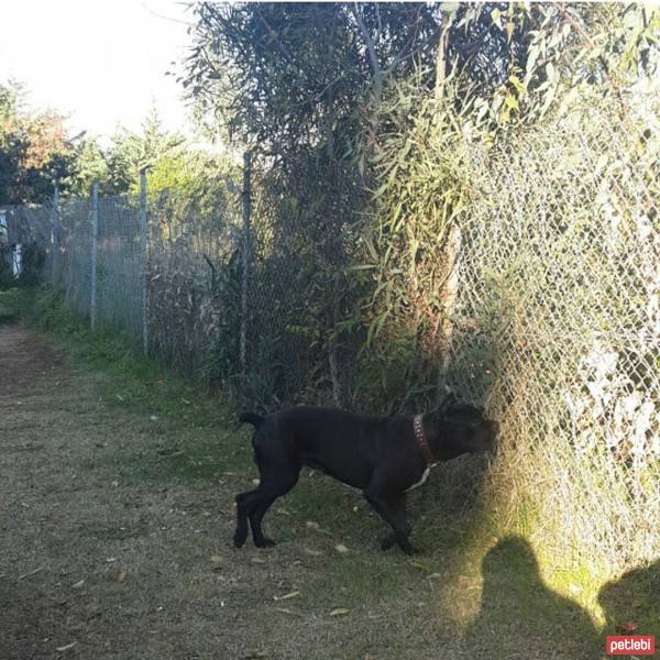 Cane Corso Italiano, Köpek  kara fotoğrafı