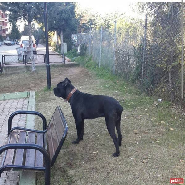 Cane Corso Italiano, Köpek  kara fotoğrafı