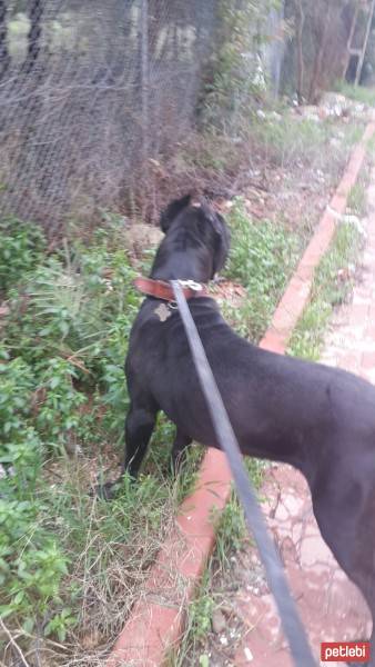 Cane Corso Italiano, Köpek  kara fotoğrafı