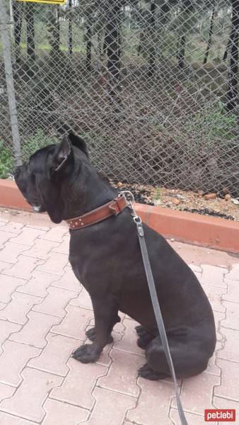 Cane Corso Italiano, Köpek  kara fotoğrafı