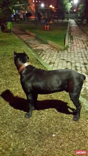 Cane Corso Italiano, Köpek  kara fotoğrafı