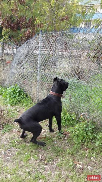 Cane Corso Italiano, Köpek  kara fotoğrafı