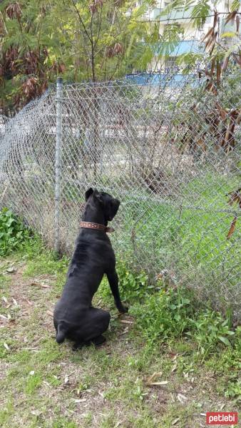 Cane Corso Italiano, Köpek  kara fotoğrafı