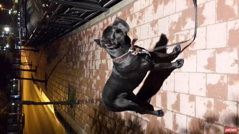 Cane Corso Italiano, Köpek  kara fotoğrafı