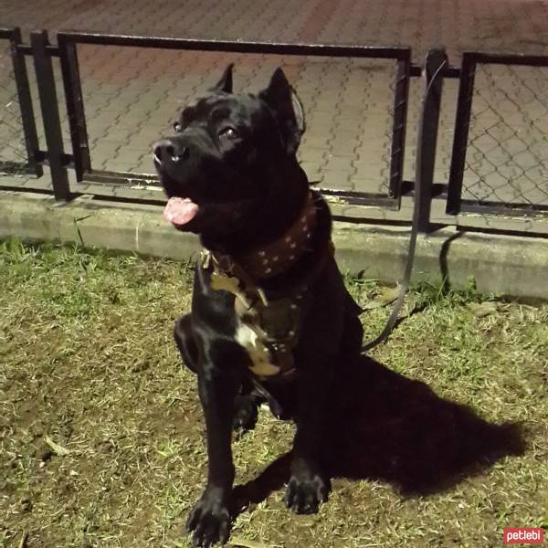 Cane Corso Italiano, Köpek  kara fotoğrafı