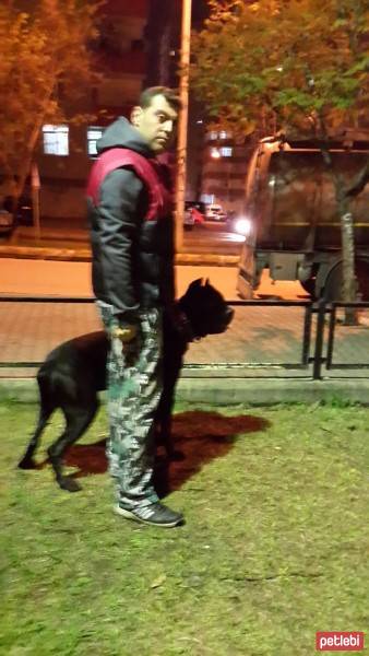 Cane Corso Italiano, Köpek  kara fotoğrafı