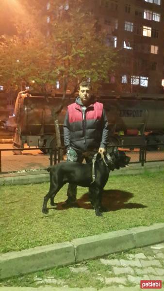 Cane Corso Italiano, Köpek  kara fotoğrafı