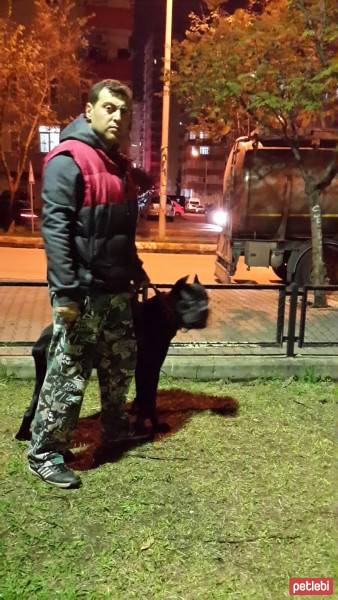 Cane Corso Italiano, Köpek  kara fotoğrafı