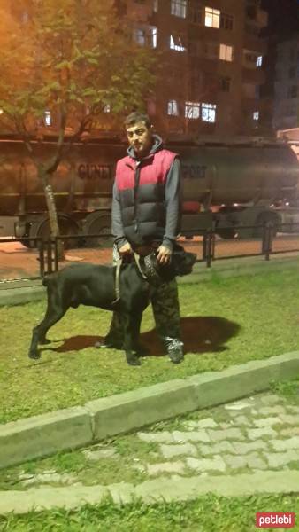 Cane Corso Italiano, Köpek  kara fotoğrafı