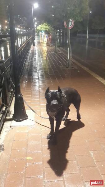 Cane Corso Italiano, Köpek  kara fotoğrafı