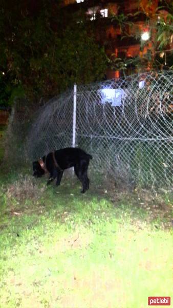 Cane Corso Italiano, Köpek  kara fotoğrafı