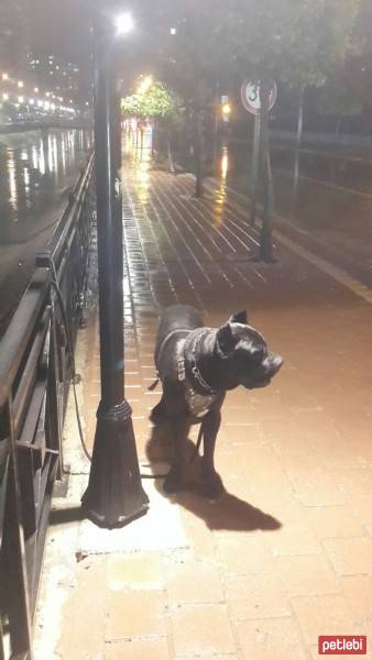 Cane Corso Italiano, Köpek  kara fotoğrafı