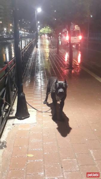 Cane Corso Italiano, Köpek  kara fotoğrafı