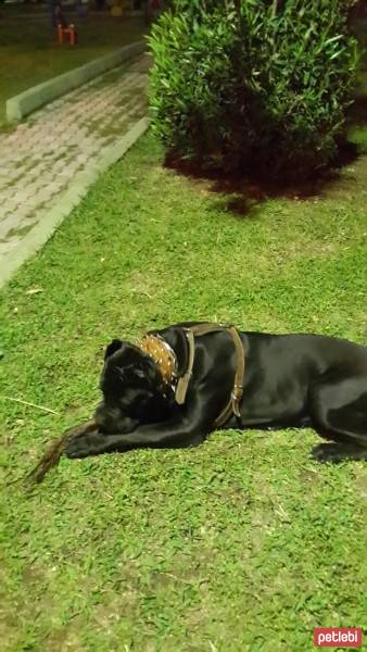 Cane Corso Italiano, Köpek  kara fotoğrafı