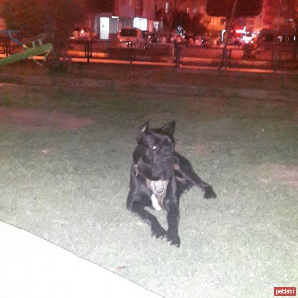 Cane Corso Italiano, Köpek  kara fotoğrafı