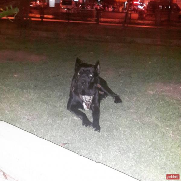 Cane Corso Italiano, Köpek  kara fotoğrafı