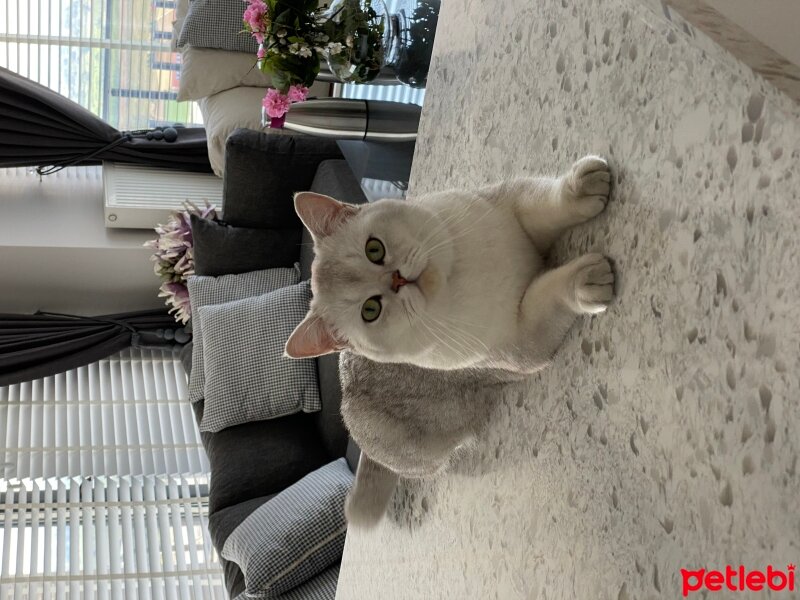 British Shorthair, Kedi  Asil fotoğrafı