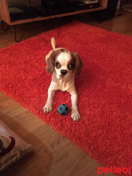 King Charles Spaniel, Köpek  Chelsea fotoğrafı