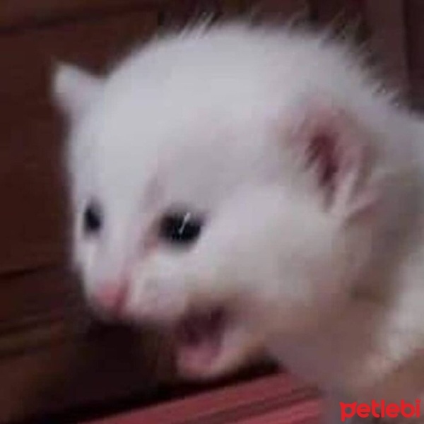 Van Kedisi, Kedi  Minnoş fotoğrafı