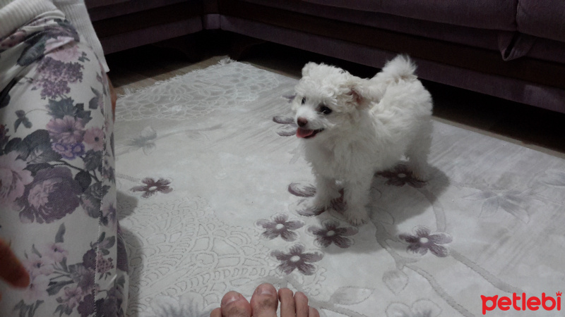 Maltese, Köpek  Sakiz fotoğrafı