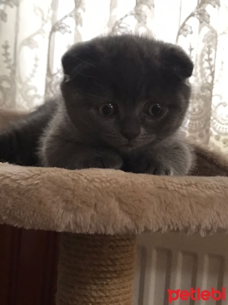 Scottish Fold, Kedi  Duman fotoğrafı